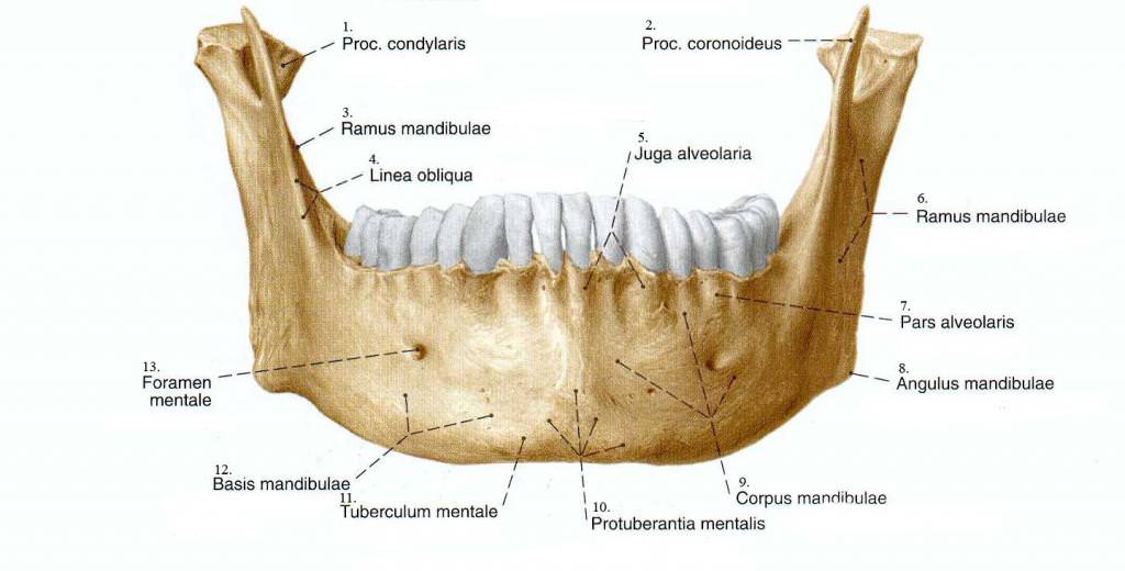 Anatomichna Budova Nizhnoyi Shelepi