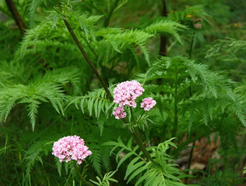 Валерьянка растение. Valeriana officinalis растение. Valeriana officinalis семейство. Валериана лекарственная (Valeriana officinalis). Валерьяна цветет.