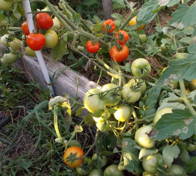 Сорт помидоров ляна с фото и описание сорта