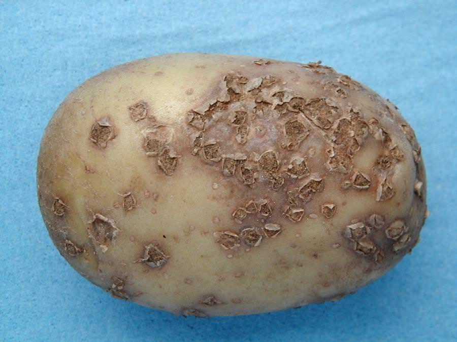 Для предотвращения грибковых заболеваний клубни. Порошистая парша картофеля. Обыкновенная парша картофеля. Spongospora subterranea (порошистая парша картофеля).